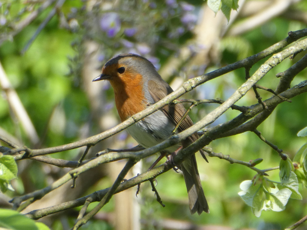 Rougegorge familier (Erithacus rubecula) © Christophe Pinard